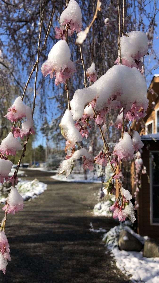 Weeping cherry blossoms in snow